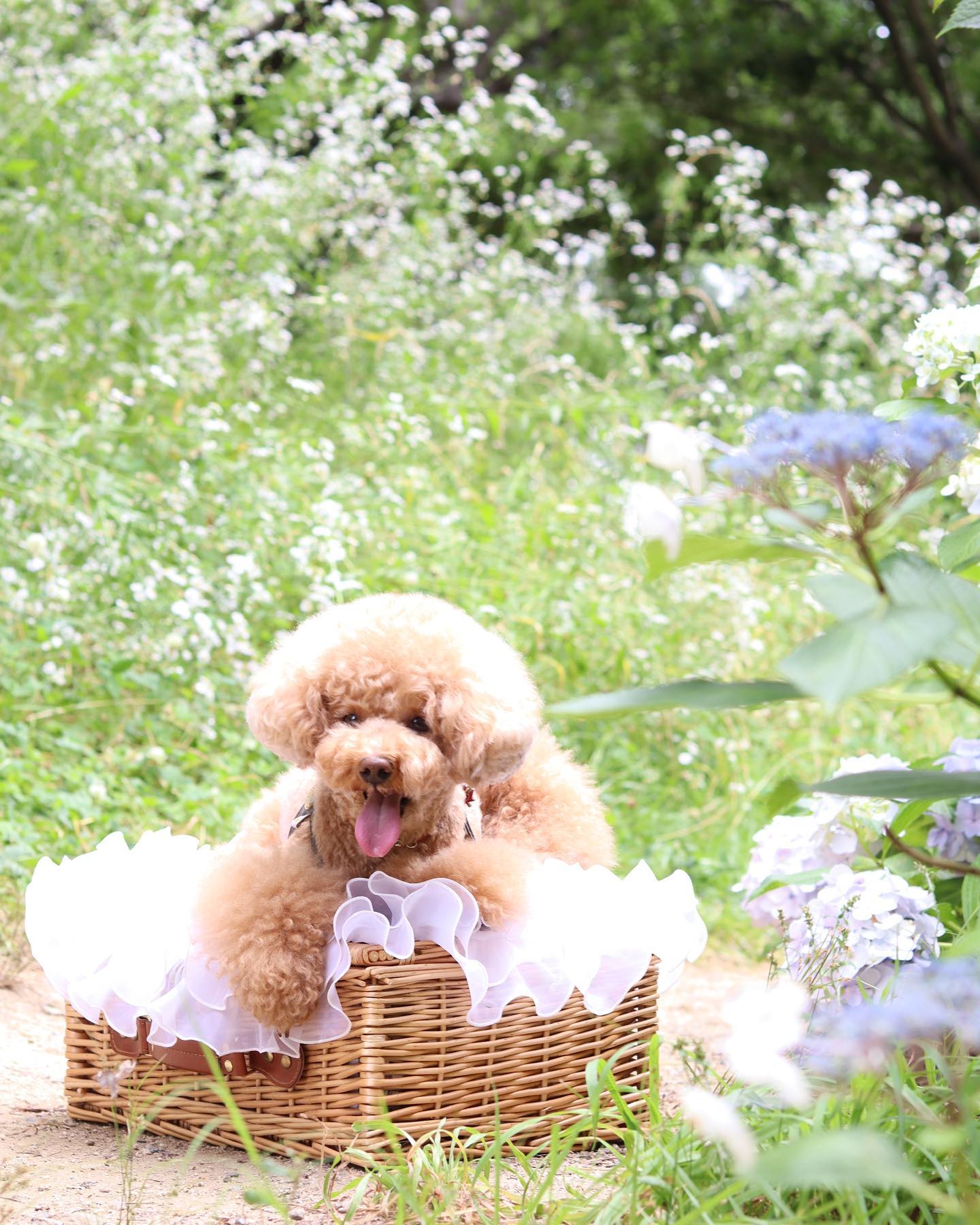 ♡♡♡...これは何のお花かはわからないけど、紫陽花の隣にもりもり咲いてたよ?...2023.06.21#トイプードル #といぷーどる #トイプードル女の子#アプリコットトイプードル #トイプー #toypoodle #poodlelove #アフロカット #マッシュルームカット #カラーリング犬 #ふわもこ部#犬 #愛犬 #犬のいる暮らし #犬のいる生活 #犬との生活#canoneoskissm #ミラーレス一眼 #ミラーレス一眼初心者#単焦点レンズ #わんこカメラ #ドッグフォトグラファー