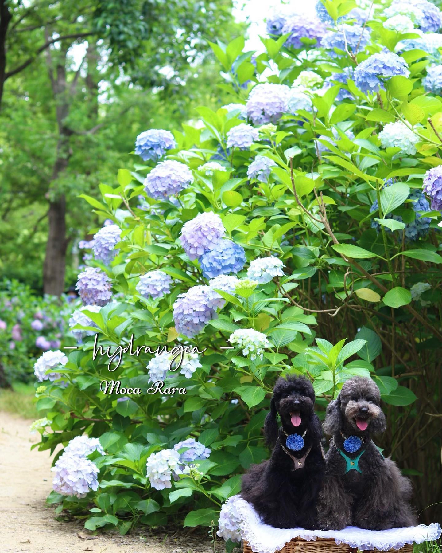 ♡♡♡...紫陽花とララモカ?撮影 : わたし?...#紫陽花 #あじさい #アジサイ #アナベル #梅雨 #黒プー#トイプードル #といぷーどる #トイプードル女の子#アプリコットトイプードル #トイプー #toypoodle #poodlelove #アフロカット #マッシュルームカット #カラーリング犬 #ふわもこ部#犬 #愛犬 #犬のいる暮らし #犬のいる生活 #犬との生活#canoneoskissm #ミラーレス一眼 #ミラーレス一眼初心者#単焦点レンズ #わんこカメラ #ドッグフォトグラファー