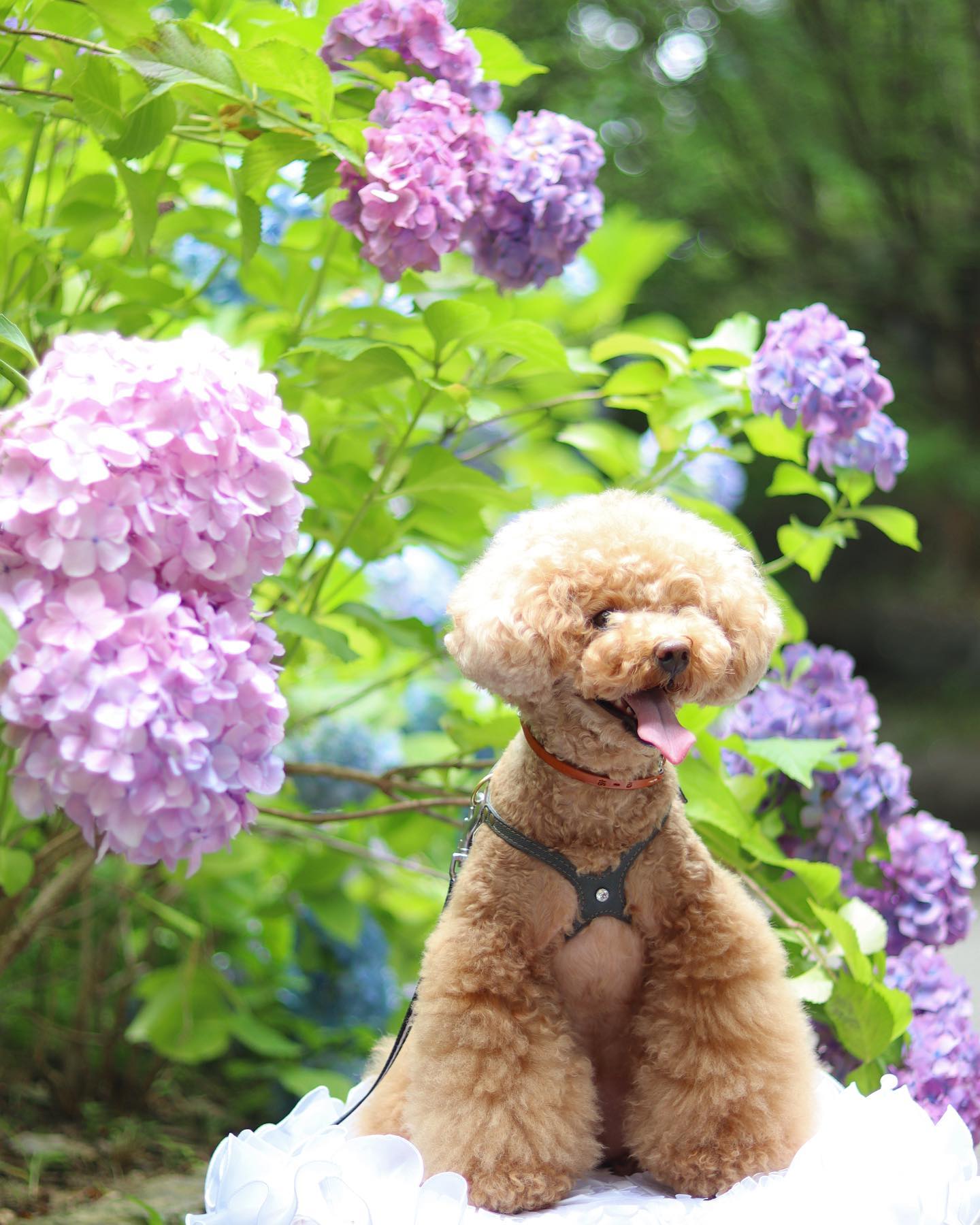 ♡♡♡...紫陽花?part.2...#紫陽花 #あじさい #アジサイ #アナベル #梅雨#トイプードル #といぷーどる #トイプードル女の子#アプリコットトイプードル #トイプー #toypoodle #poodlelove #アフロカット #マッシュルームカット #カラーリング犬 #ふわもこ部#犬 #愛犬 #犬のいる暮らし #犬のいる生活 #犬との生活#canoneoskissm #ミラーレス一眼 #ミラーレス一眼初心者#単焦点レンズ #わんこカメラ #ドッグフォトグラファー
