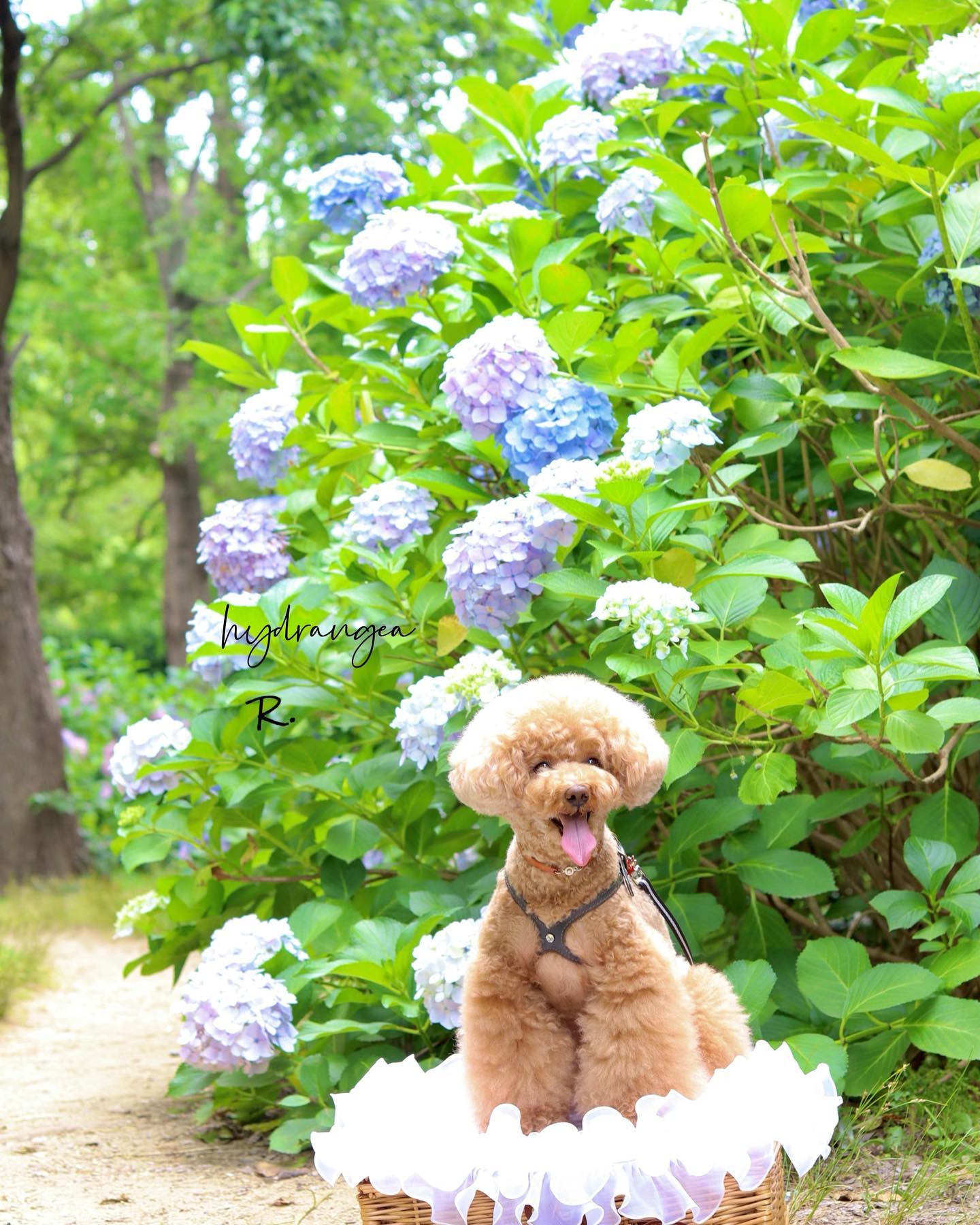 ♡♡♡...紫陽花とアール?...#紫陽花 #あじさい #アジサイ #アナベル #梅雨#トイプードル #といぷーどる #トイプードル女の子#アプリコットトイプードル #トイプー #toypoodle #poodlelove #アフロカット #マッシュルームカット #カラーリング犬 #ふわもこ部#犬 #愛犬 #犬のいる暮らし #犬のいる生活 #犬との生活#canoneoskissm #ミラーレス一眼 #ミラーレス一眼初心者#単焦点レンズ #わんこカメラ #ドッグフォトグラファー