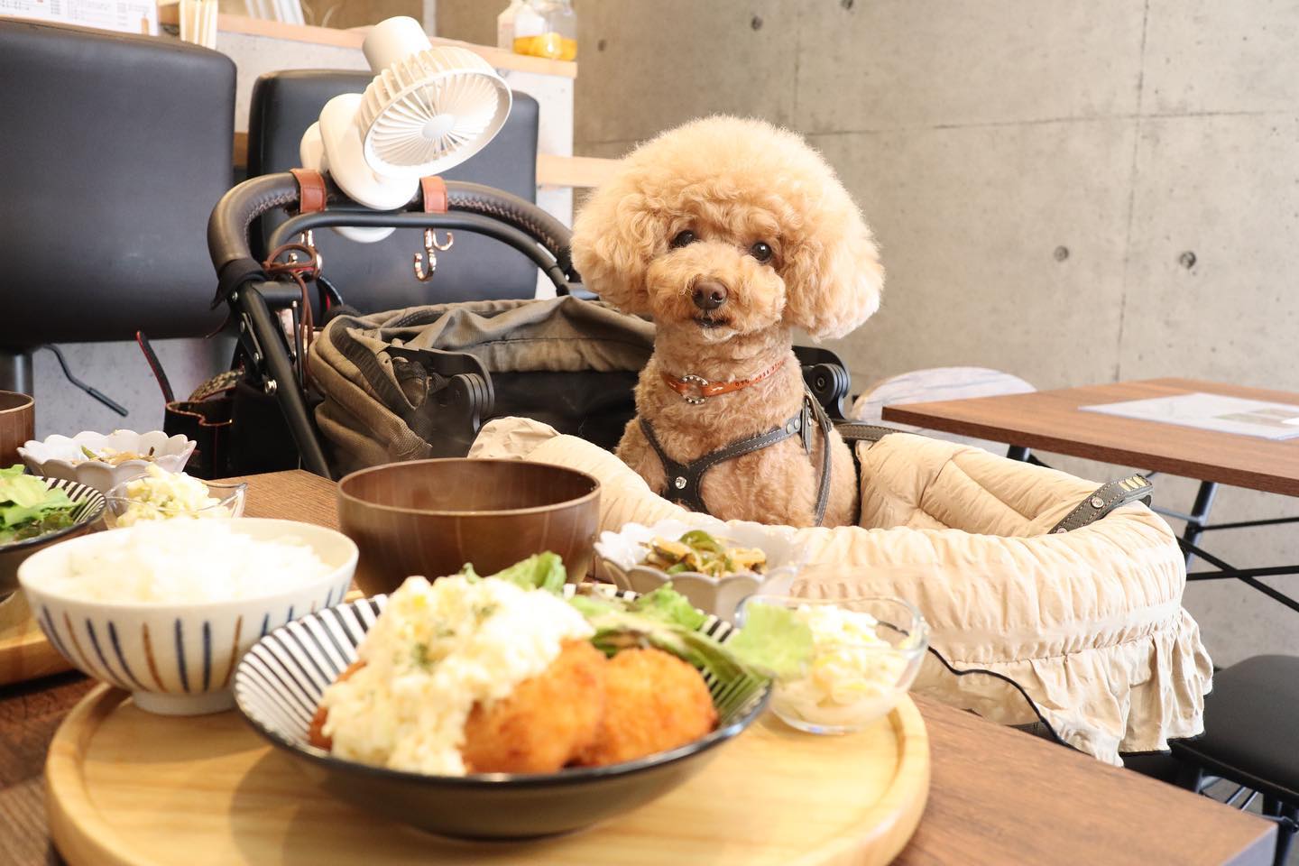 ♡♡♡...素敵なお店だったので勝手に紹介しちゃいます店内わんこOKの@cafe_diningbar_msplus さん?️日替わりの他にも多数ランチメニューありそしてリーズナブル?デザートもあるよお店の方もすごく親切で、アールのことも歓迎してくださり、お料理も美味しかったです️素敵なお店なので、皆さん是非行かれてみてくださいね〜...#西三荘 #西三荘ランチ #西三荘グルメ#店内わんこok #わんこに優しいカフェ#アットホームカフェ #ランチ #今日のランチ #lunch#トイプードル #といぷーどる #トイプードル女の子#アプリコットトイプードル #トイプー #toypoodle #poodlelove #アフロカット #マッシュルームカット #カラーリング犬 #ふわもこ部#犬 #愛犬 #犬のいる暮らし #犬のいる生活 #犬との生活 #토이푸들